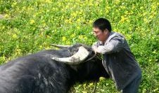 吃瓜群众斗牛视频,一场视觉盛宴的幕后故事