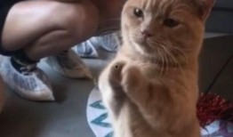 相扑猫全季酒店吃瓜视频,一场萌宠与美食的盛宴