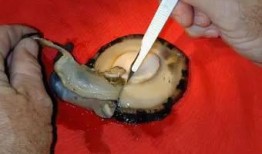 女子吃内脏瓜好吗视频,女子吃内脏瓜的神奇功效揭秘