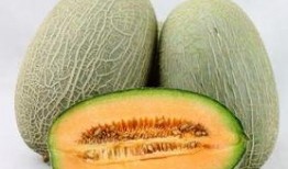 甲虫吃哈密瓜视频播放,哈密瓜美食盛宴现场直播