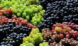 宝宝吃葡萄瓜视频大全集