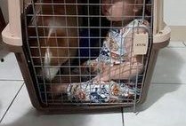 被关在笼子里吃瓜视频,揭秘宠物与瓜果的欢乐时光