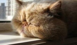 猫吃瓜尔胶有害吗视频,宠物健康安全警示