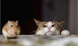 猫吃瓜尔胶有害吗视频,宠物健康安全警示