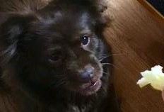 狗狗的吃瓜视频大全集