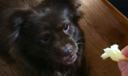 狗狗的吃瓜视频大全集