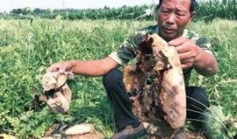 近期河间吃瓜事件视频,一场引发热议的网络奇观揭秘