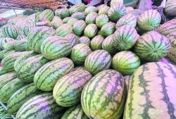 王瓜放大还可以吃吗视频,揭秘神奇变身过程