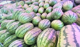 王瓜放大还可以吃吗视频,揭秘神奇变身过程