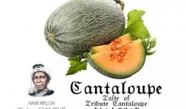 小毛驴吃蜜瓜视频,趣味食趣瞬间