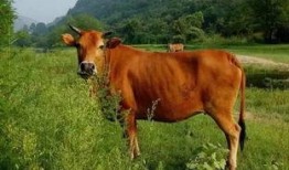 黄牛吃瓜搞笑视频,笑料横生，搞笑视频带你领略欢乐时光