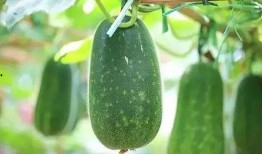 讲吃瓜视频半个小时,热门视频背后的故事与真相