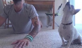 主人打架宠物吃瓜视频,见证主人打架的萌态瞬间