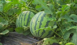 辽源吃瓜爆料视频,揭秘当地热点事件背后的真相