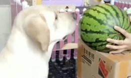 吃瓜拉布拉多主人视频在线观看,萌宠互动，欢乐无限