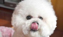 比熊吃煮瓜的视频,煮瓜美食之旅