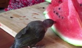 奇葩小鸟吃瓜视频,欢乐瞬间引网友热议