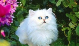 波斯猫吃哈密瓜好吗视频,美味还是禁忌？