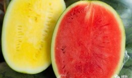 高端网红吃瓜视频大全,盘点热门吃瓜视频大全