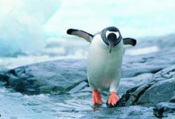 企鹅吃瓜爆料最新视频,揭秘娱乐圈最新热点事件