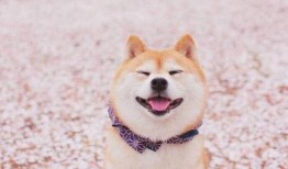 柴犬吃刺角瓜好吗视频,美味还是挑战？