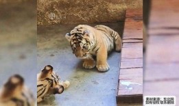 老虎打架吃瓜视频播放,老虎打架吃瓜视频播放量飙升