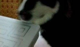 崽崽吃瓜视频在线观看,揭秘娱乐圈幕后故事