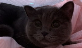 猫咪吃小瓜视频大全集,视频大全集趣味盘点