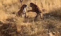 老虎打架吃瓜视频播放,老虎打架吃瓜视频播放量飙升