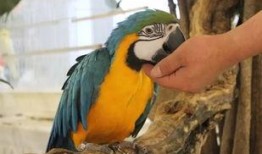 吃瓜神兽视频,视频中的趣味与智慧