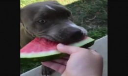 狗狗的吃瓜视频大全集