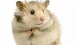 小仓鼠吃瓜纸会死吗视频,揭秘宠物安全的警示故事