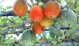 吊瓜是咋吃的视频大全集,视频大全集教你轻松享美味