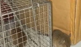 被关在笼子里吃瓜视频,揭秘宠物与瓜果的欢乐时光