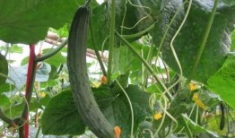 龙丽吃瓜视频什么意思,揭秘网络热传事件背后的真相