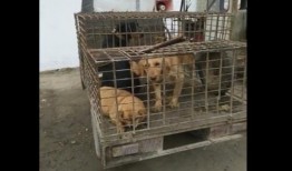 被关在笼子里吃瓜视频,揭秘宠物与瓜果的欢乐时光