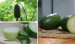 中国人在家中吃瓜视频,揭秘网络短视频中的生活百态