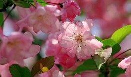 海棠小鱼吃瓜视频,揭秘娱乐圈幕后故事