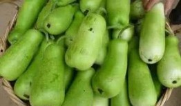 网红吃葫芦瓜视频,趣味横生引网友热议