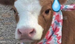 抖音牛牛酱吃瓜视频,带你领略娱乐圈幕后风云