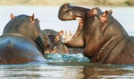 河马吃瓜特效视频大全集,笑料横生的欢乐盛宴