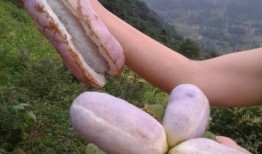 八月瓜到底咋吃才好吃视频,解锁最佳食用秘诀