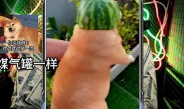 稀奇古怪吃瓜视频大全在线观看,揭秘稀奇古怪吃瓜视频大全