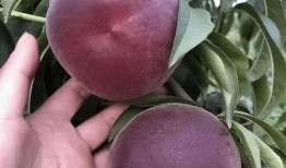 黑桃k吃瓜视频,揭秘娱乐圈幕后真相