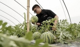 中国人吃瓜模式的视频,揭秘中国“吃瓜群众”的独特吃瓜模式