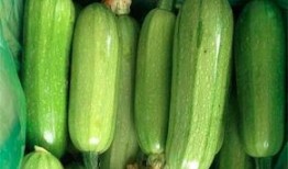 西葫芦瓜中风可以吃吗视频,西葫芦瓜中风患者适宜食用指南