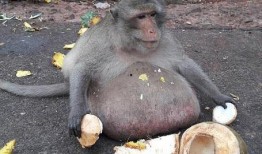 吃哈密瓜变成猴子视频,视频揭秘吃瓜变猴之谜