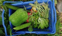 小毛驴吃蜜瓜视频,趣味食趣瞬间