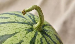 上海静安吃瓜事件视频