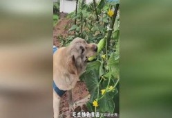 小狗吃葫芦瓜的视频播放,小狗欢乐吃葫芦瓜瞬间